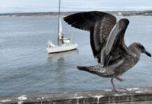 Keep Birds Away from Your Boat and Dock