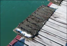 Antifouling Test 18-month Checkup