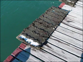 0311-bottompaint2011_SANY0357