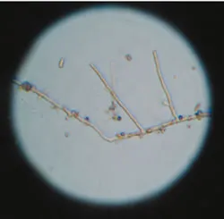 moldmicromold2