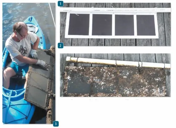1. Panels were coated with West Marine PCA Gold, an ablative paint containing 40 percent copper (by volume) made by Pettit paint for West Marine. 2. The panels that were not cleaned at all (left) continued to work against growth long after the scrubbed panels (far right) succumbed to barnacles and growth. 3. Some of the scrubbed panels were lightly scrubbed when growth first appeared, others were more aggressively cleaned when heavy growth came.