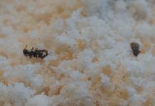 Combatting Weevils Freezing temperatures knocked the weevils out cold—so to speak.