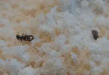 Combatting Weevils Freezing temperatures knocked the weevils out cold—so to speak.