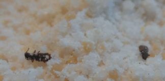 Freezing temperatures knocked the weevils out cold—so to speak.