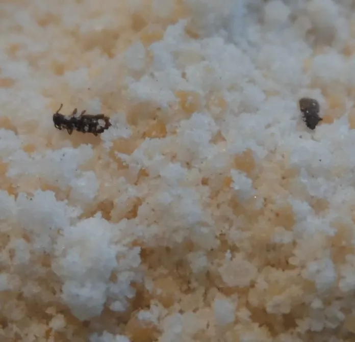 Freezing temperatures knocked the weevils out cold—so to speak.