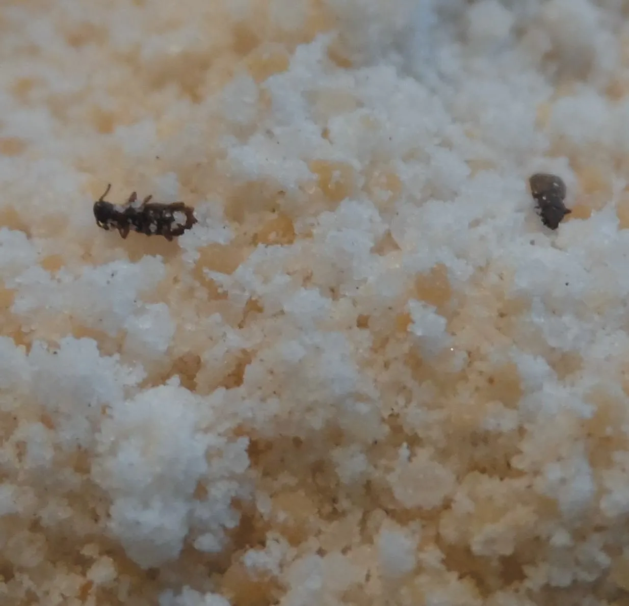 Freezing temperatures knocked the weevils out cold—so to speak.