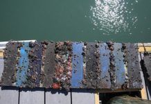 Barnacles Consume Test Panels at 18 Months