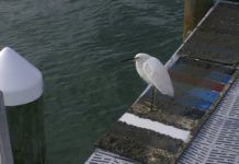 Darwin, barnacles, and organ envy