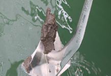 Anchor Design for Soft Mud