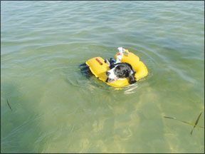 Critter?s Inflatable Pet PFD