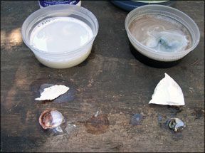 Shell-Melting Products