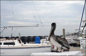 Keep Birds Away from Your Boat and Dock
