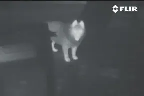 thermal-imaging device’s 