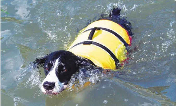 PFDs for dogs