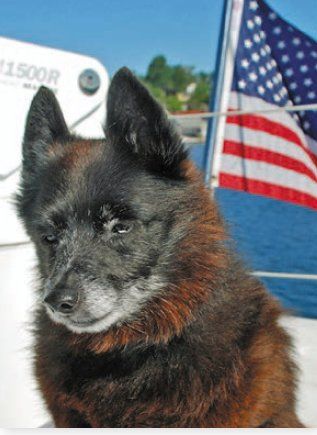 Schipperke