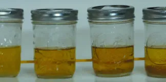 The performance our the urine odor suppressing additives surprised our testers. Here are samples two days after treatment. 1. urine treaments. Left to right: none, sugar, vinegar, citric acid, CLR, Nilodor.