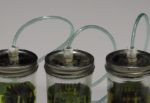 HUM Bugs vs. the Pristine Tank