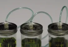 HUM Bugs vs. the Pristine Tank