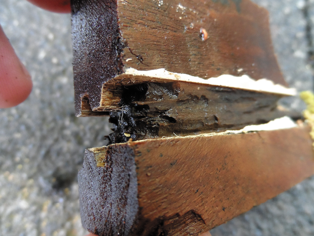 Wood Rot Prevention Eight Years Later