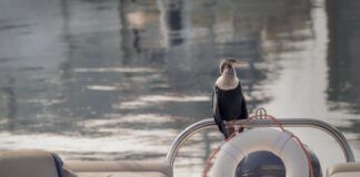 How to Sail Around the World Book from Practical Sailor