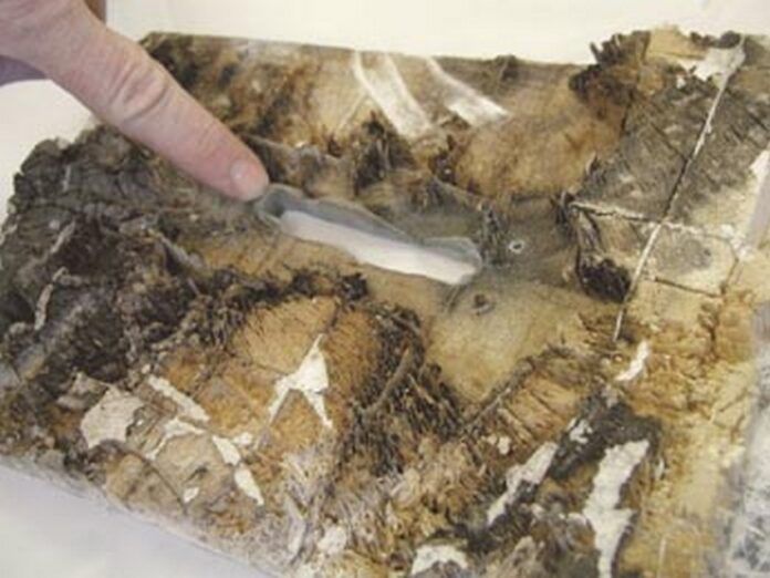 balsa core rot_epoxyworks When water seeps into a balsa wood core, it eventually rots and needs to be replaced. Photo courtesy of Epoxyworks.com