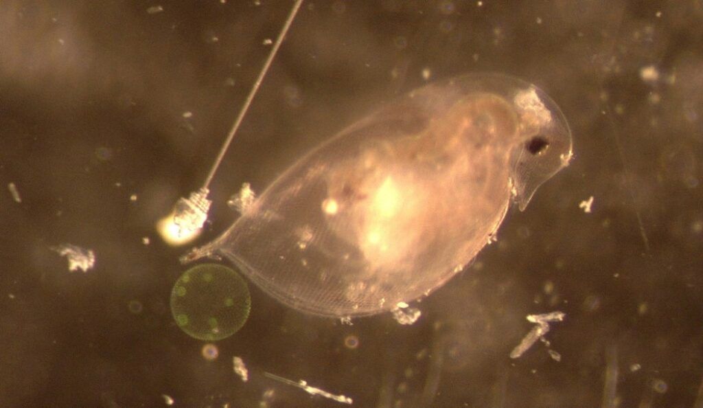 Resin and glass surround and spear a water snail and water flea in a sample collected by Dr. Corina Ciocan and her research team. (Photo courtesy of Dr. Ciocan)