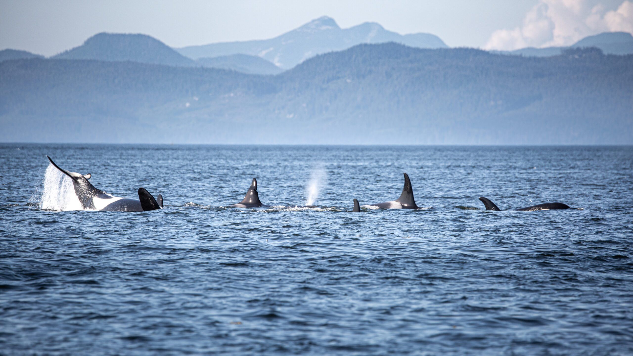 Pod of Killer Whales near Broughton Archipelago, Northern Vancouver Island, British Columbia, Canada. (Photo/ Francesco Riccardo Iacomino/ Getty Images)