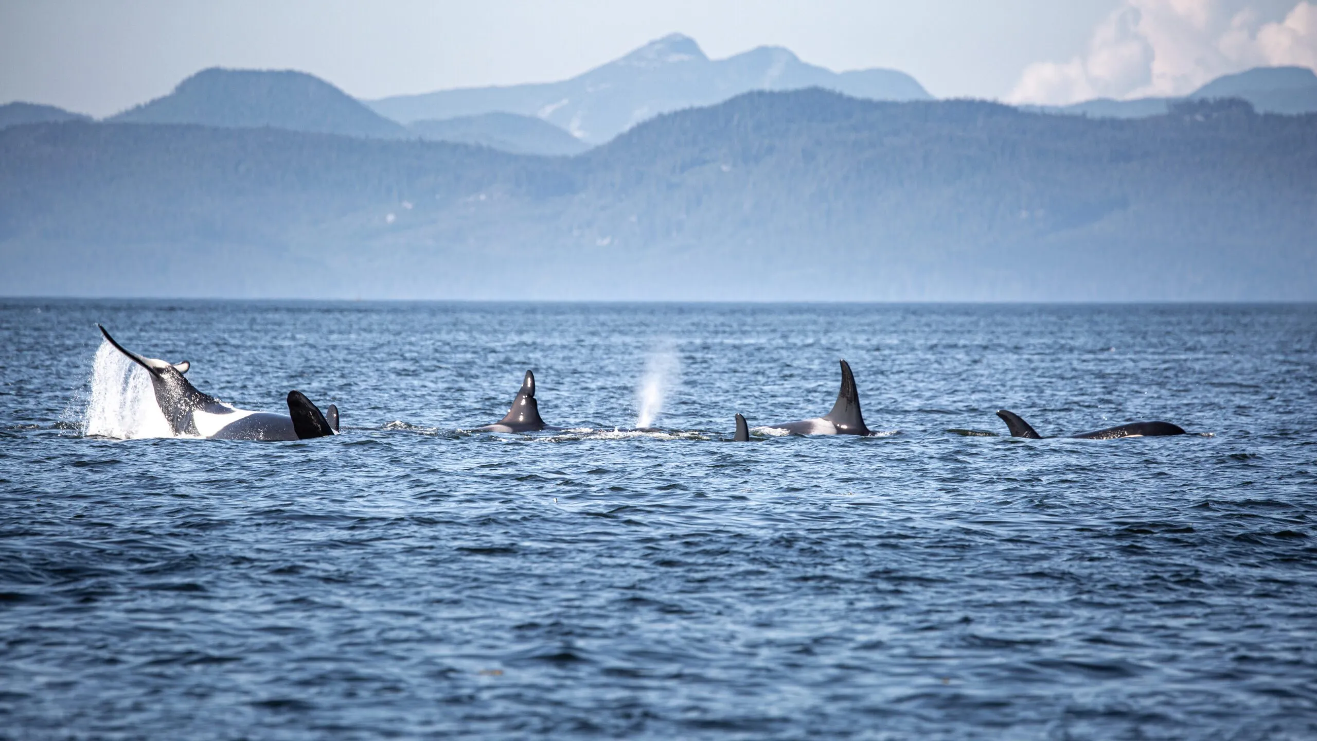 Pod of Killer Whales near Broughton Archipelago, Northern Vancouver Island, British Columbia, Canada. (Photo/ Francesco Riccardo Iacomino/ Getty Images)