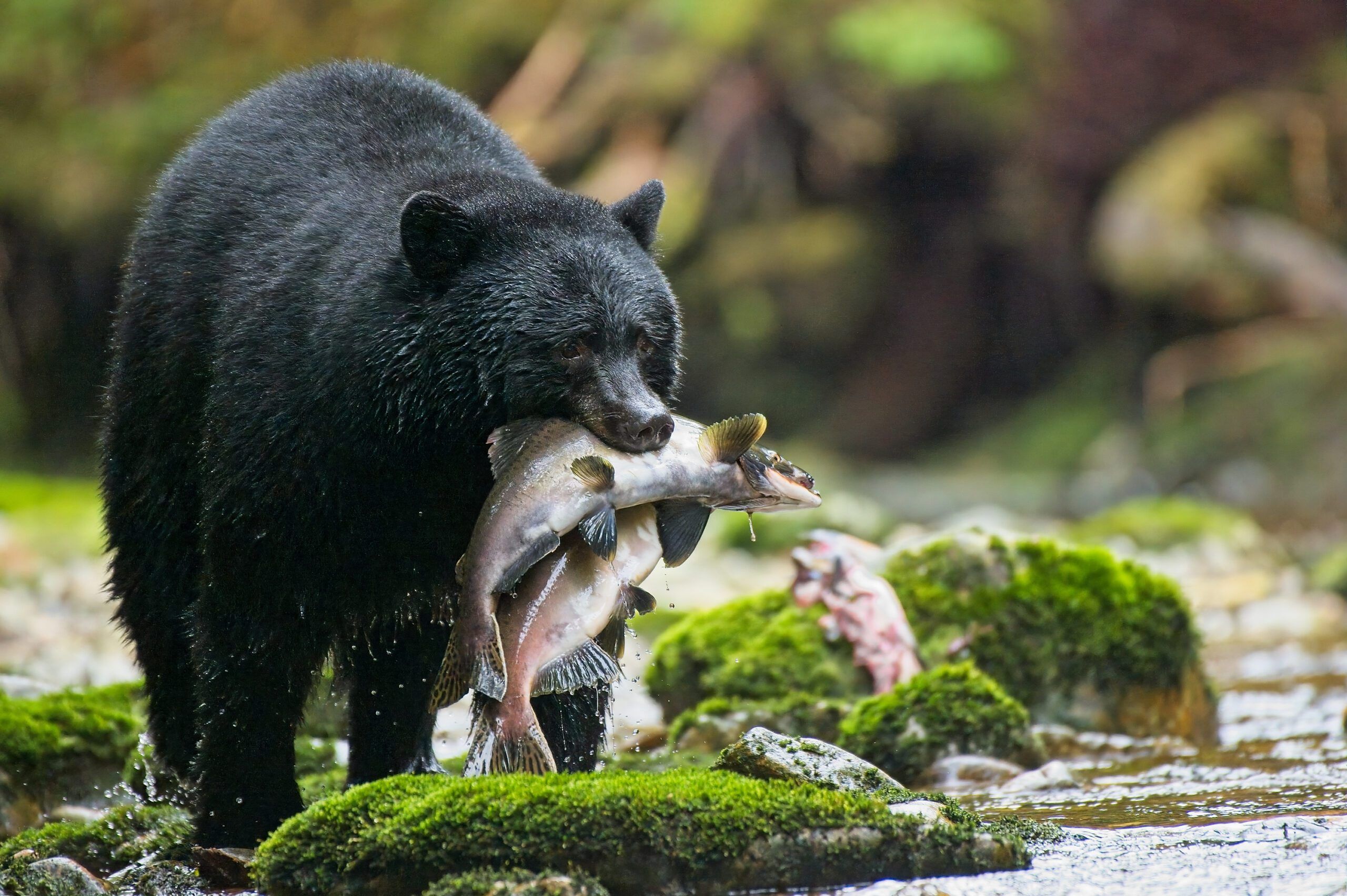 Wild bear hunting in the Great Bear Rainforest. If you prepare your boat to go into more remote places, you'll be rewarded with extraordinary wildlife sightings. (Photo/ Gabriela Surerus/ Getty Images)
