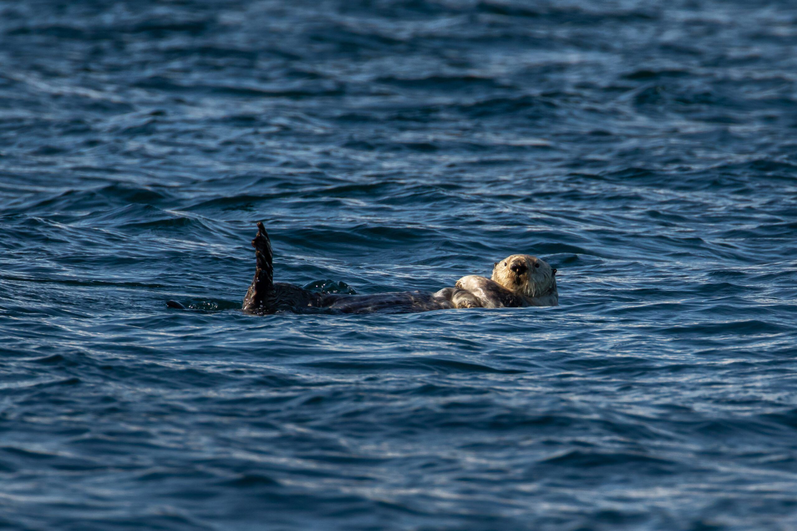 Sea otter in the Broughton Archipelago. Sea otters often hang out in large groups, try to sail around them. But often they are not perturbed by your presence. (Photo/ Dennis Laughlin/ Getty Images)