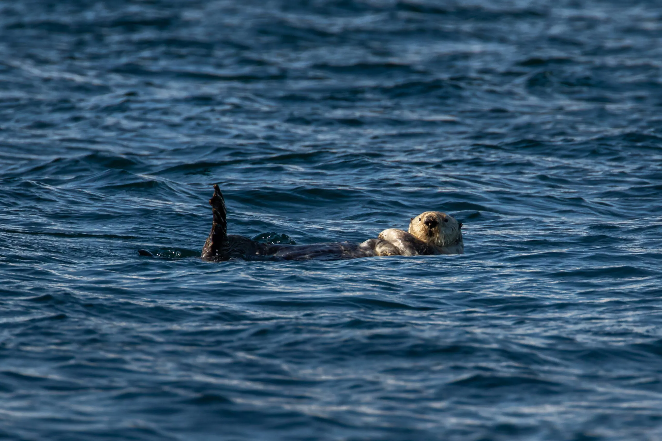 Sea otter in the Broughton Archipelago. Sea otters often hang out in large groups, try to sail around them. But often they are not perturbed by your presence. (Photo/ Dennis Laughlin/ Getty Images)