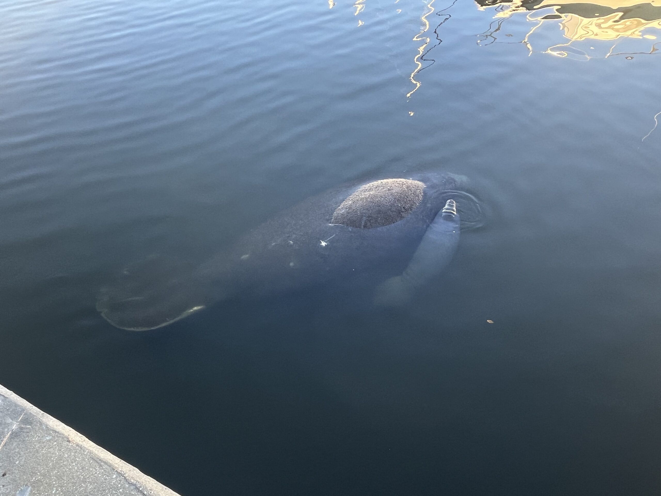 Mama manatee and baby nursing in a marina fairway in Daytona Beach, FL. (Photo/ Alex Jasper)
