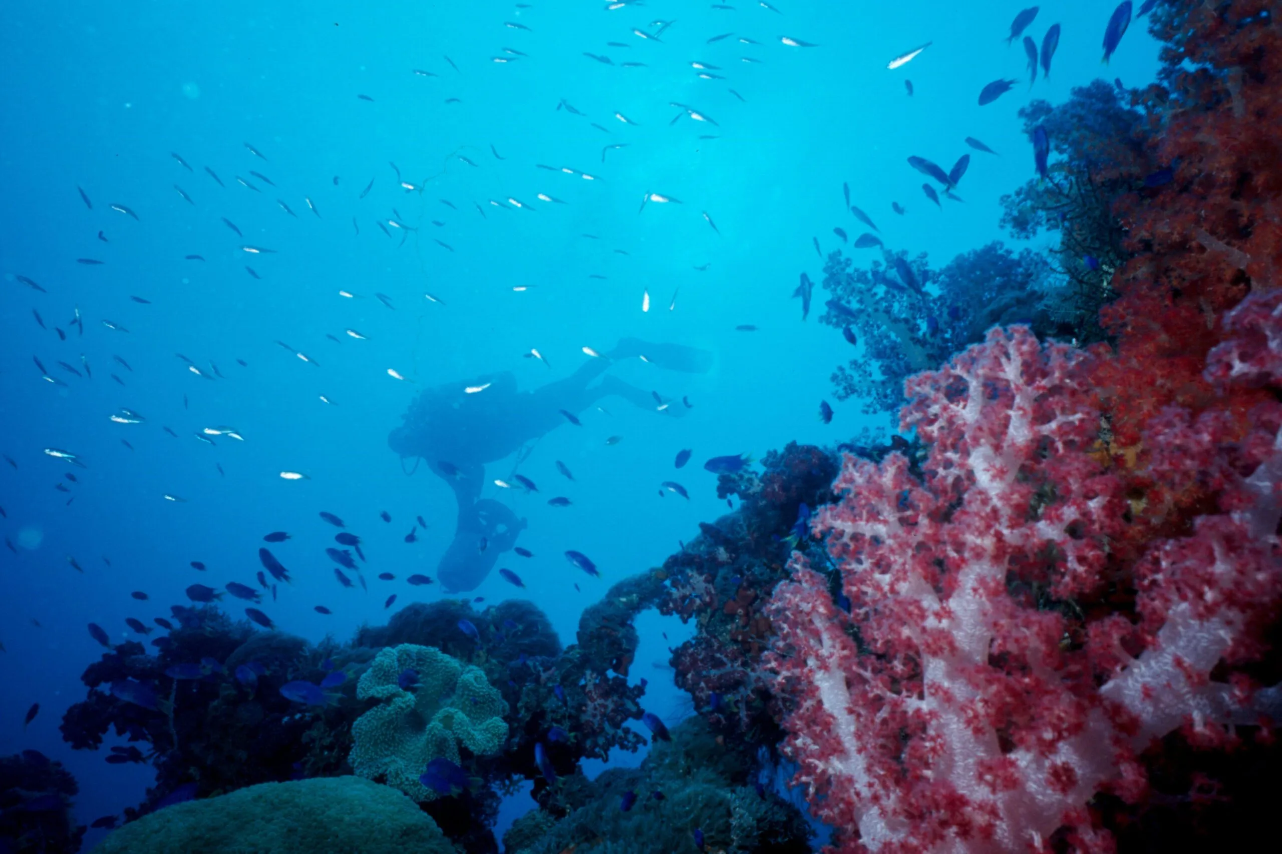 Diving in Chuuk, Federated States of Micronesia (FSM). Gorgeous soft corals on a wreck offer healthy habitats for marine life. (Photo/ Eric Keibler)