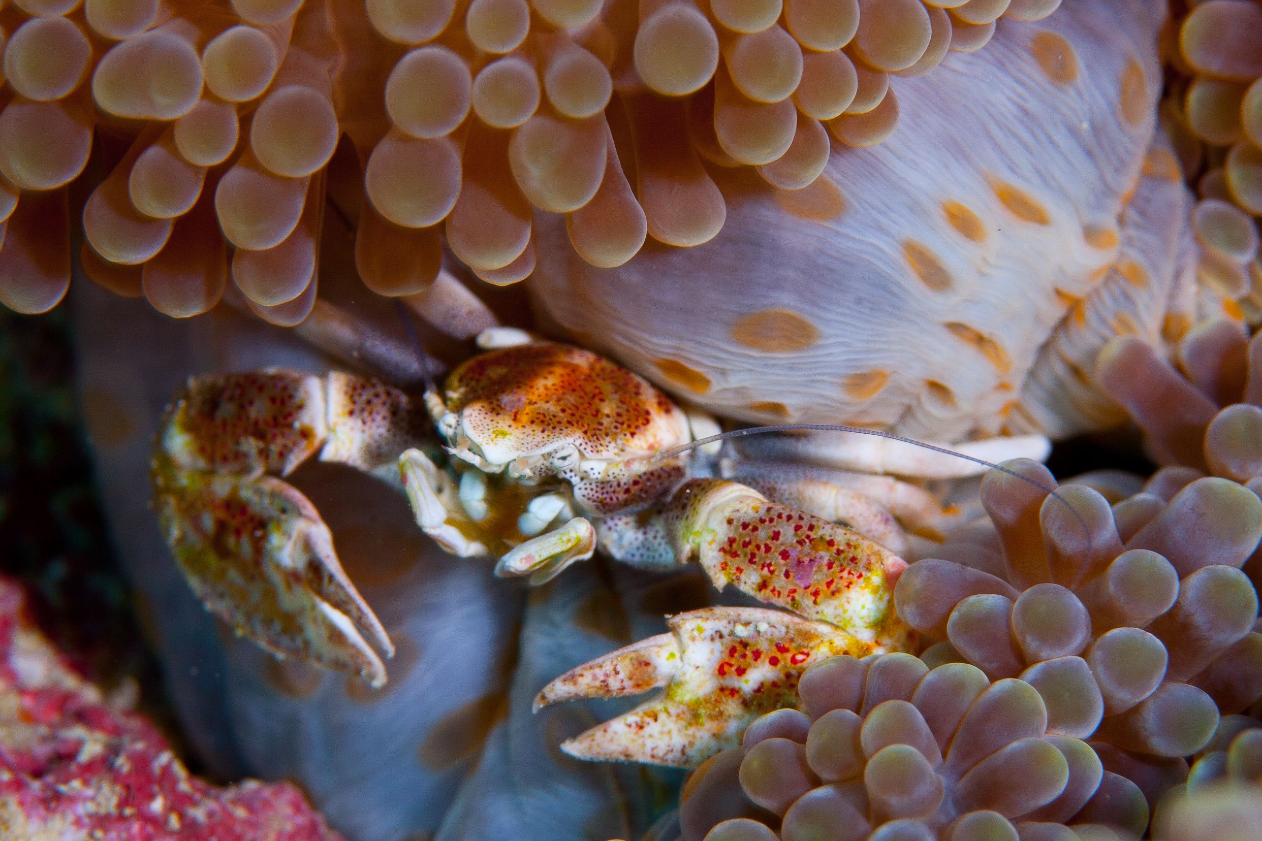 A small porcelain crab on an anemone in Soma Soma Straits, Fiji. (Photo/ Eric Keibler)