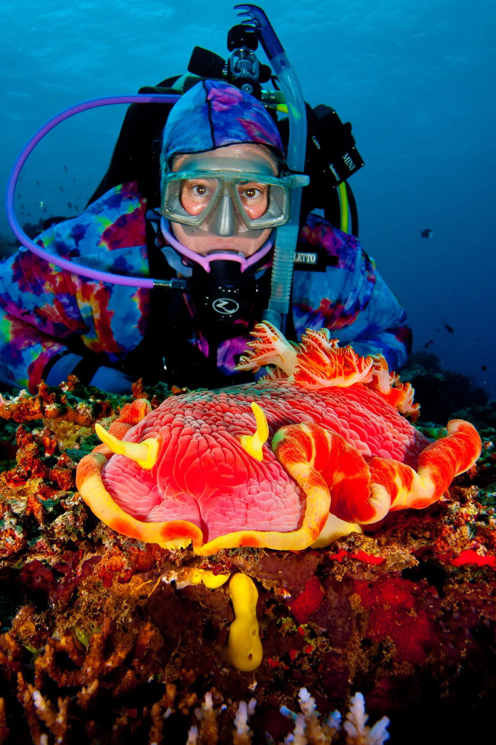 In the Soma Soma Straits in Fiji. Ann Keibler with large nudibranch. This is an unusual size, nudibranch are normally small and under about two inches. This one is the size of a large dinner plate. (Photo/ Eric Keibler)