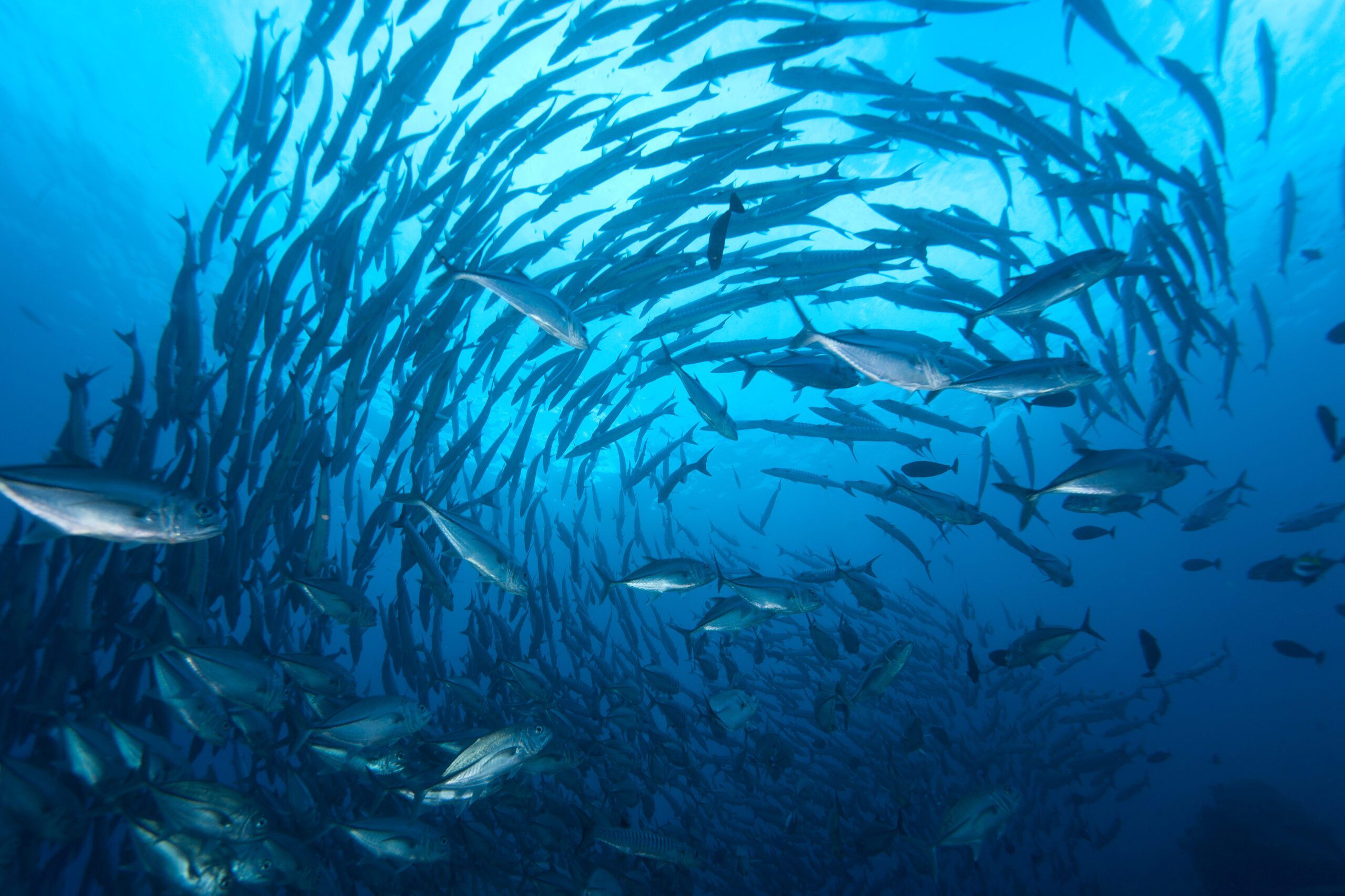 Schooling barracudas on Mary Island in the Solomon Islands. (Photo/ Eric Keibler)