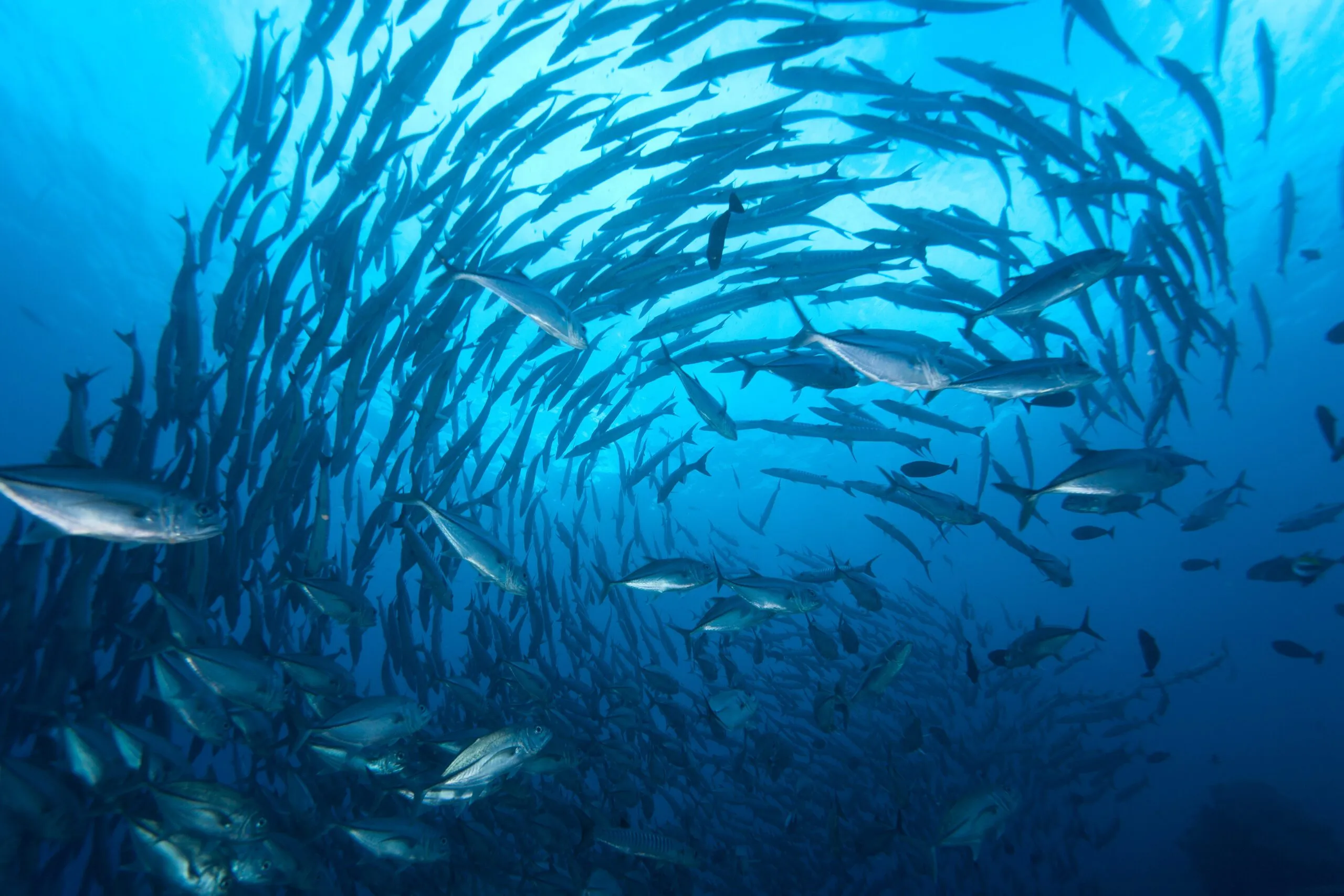 Schooling barracudas on Mary Island in the Solomon Islands. (Photo/ Eric Keibler)