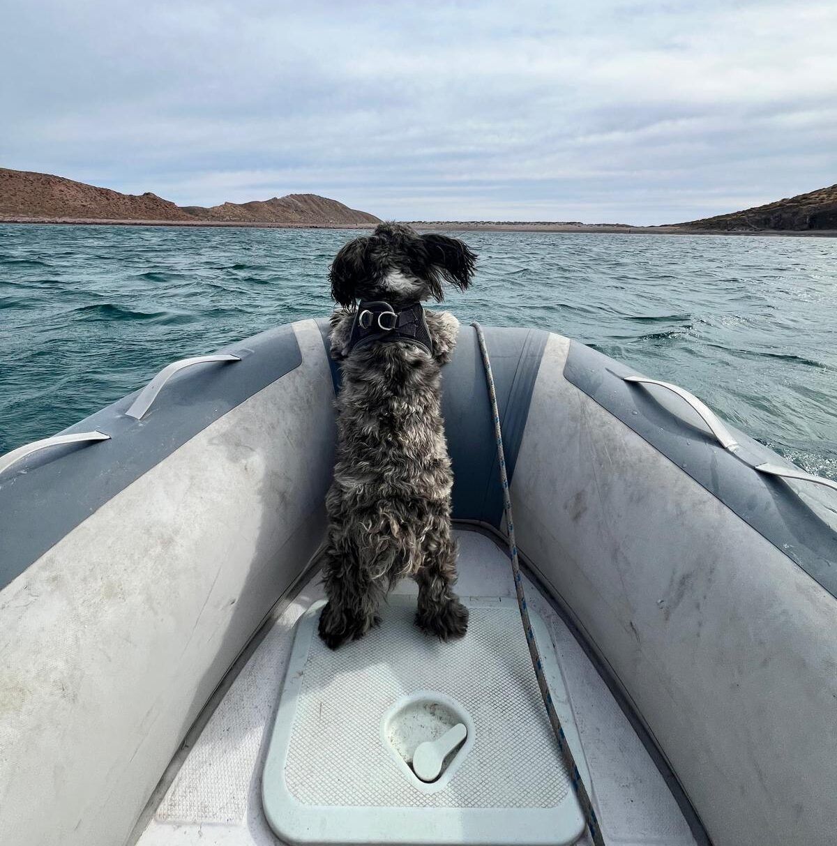 Dinghy ride: Hugo getting to shore. (Photo/ Roz Clark)