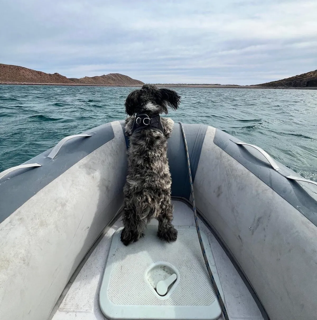 Dinghy ride: Hugo getting to shore. (Photo/ Roz Clark)