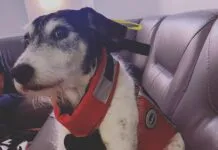 What Dog Breed is Best Suited for Cruising? The author's pup Sprocket, modeling his Mustang lifejacket. (Photo/ Jaclyn Jeffrey)