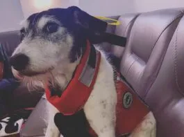 What Dog Breed is Best Suited for Cruising? The author's pup Sprocket, modeling his Mustang lifejacket. (Photo/ Jaclyn Jeffrey)