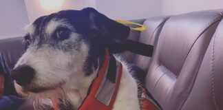 The author's pup Sprocket, modeling his Mustang lifejacket. (Photo/ Jaclyn Jeffrey)