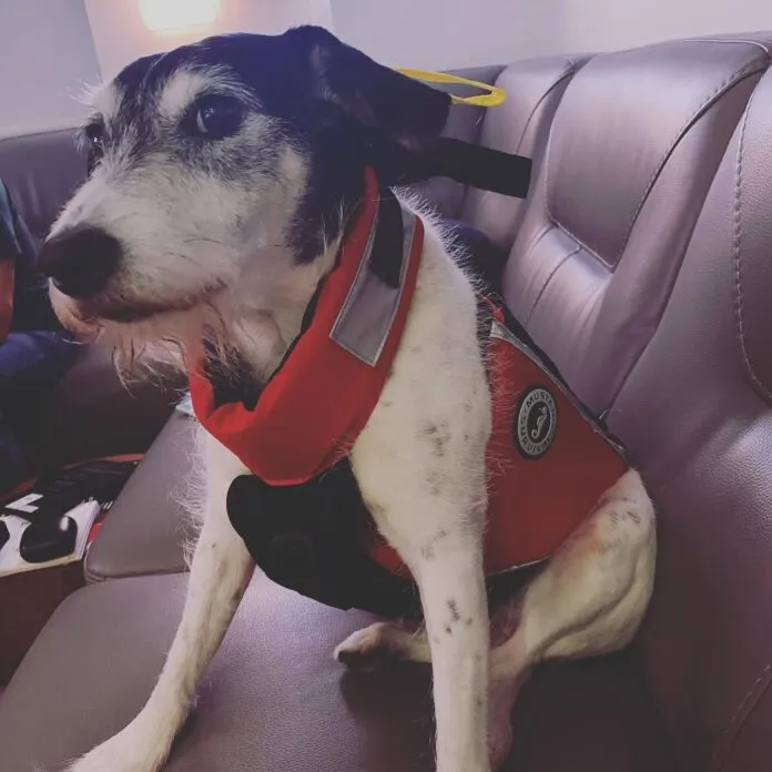 Mustang lifevest (1) The author's pup Sprocket, modeling his Mustang lifejacket. (Photo/ Jaclyn Jeffrey)