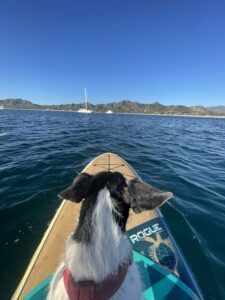 Paddleboarding the dog to shore. (Photo/ Jaclyn Jeffrey)