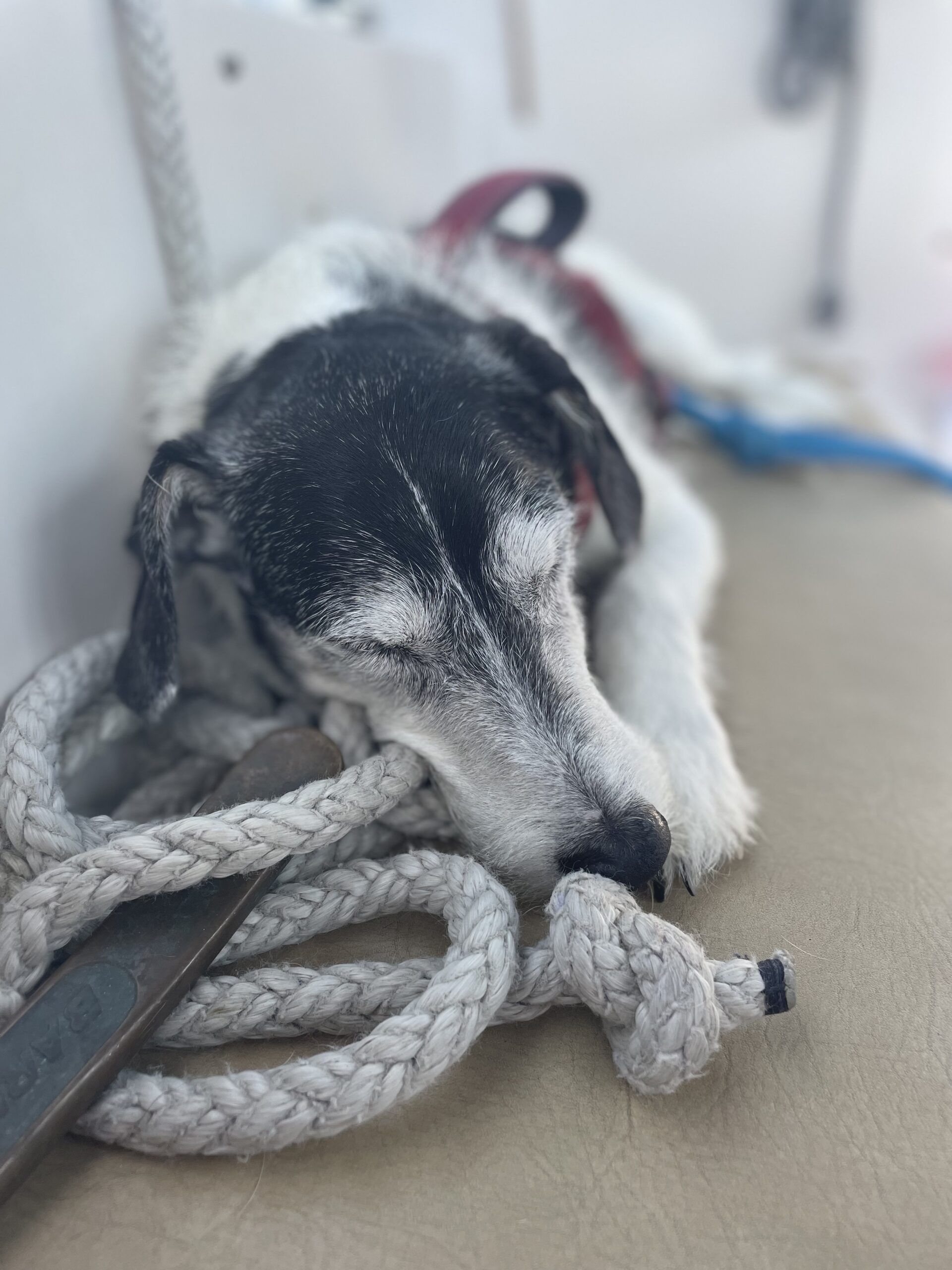 Sprocket keeping comfortable in the cockpit. (Photo/ Jaclyn Jeffrey) 