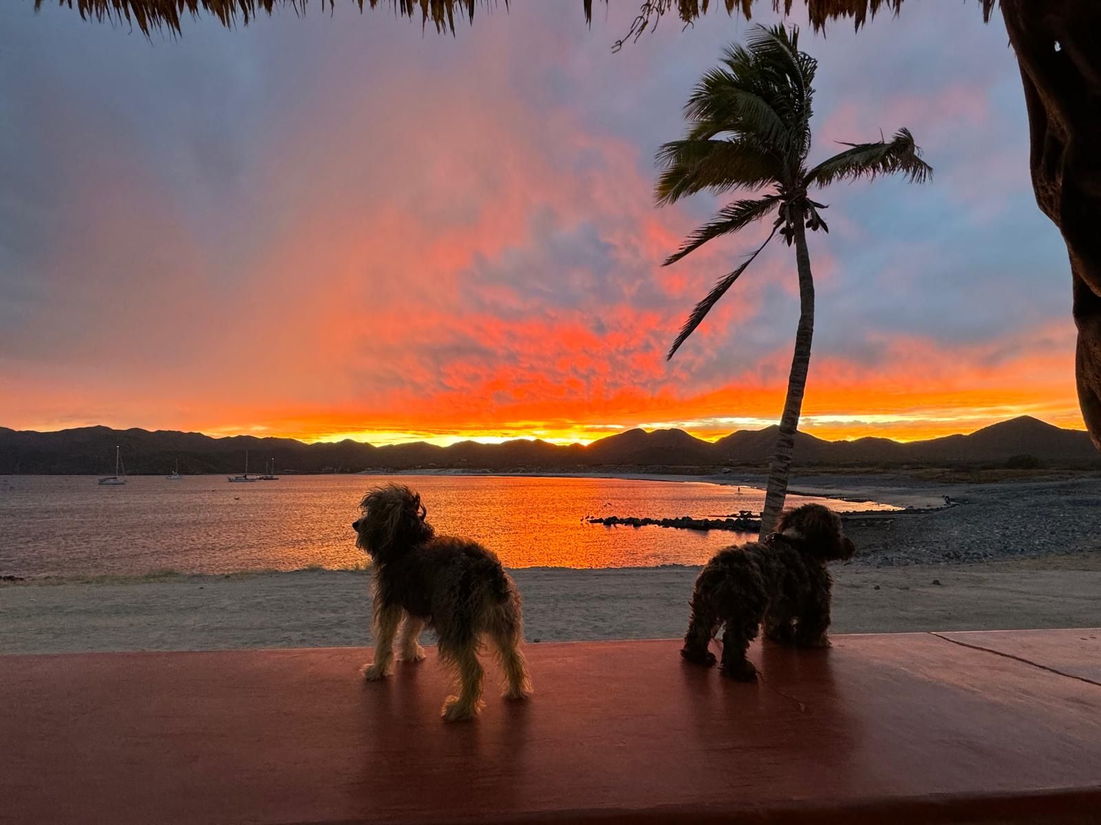 Hugo and Elvis at Sunset in Mexico. (Photo/ Roz Clark)