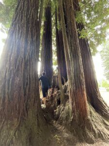 Exploring the redwoods in California. (Photo/ Jaclyn Jeffrey)