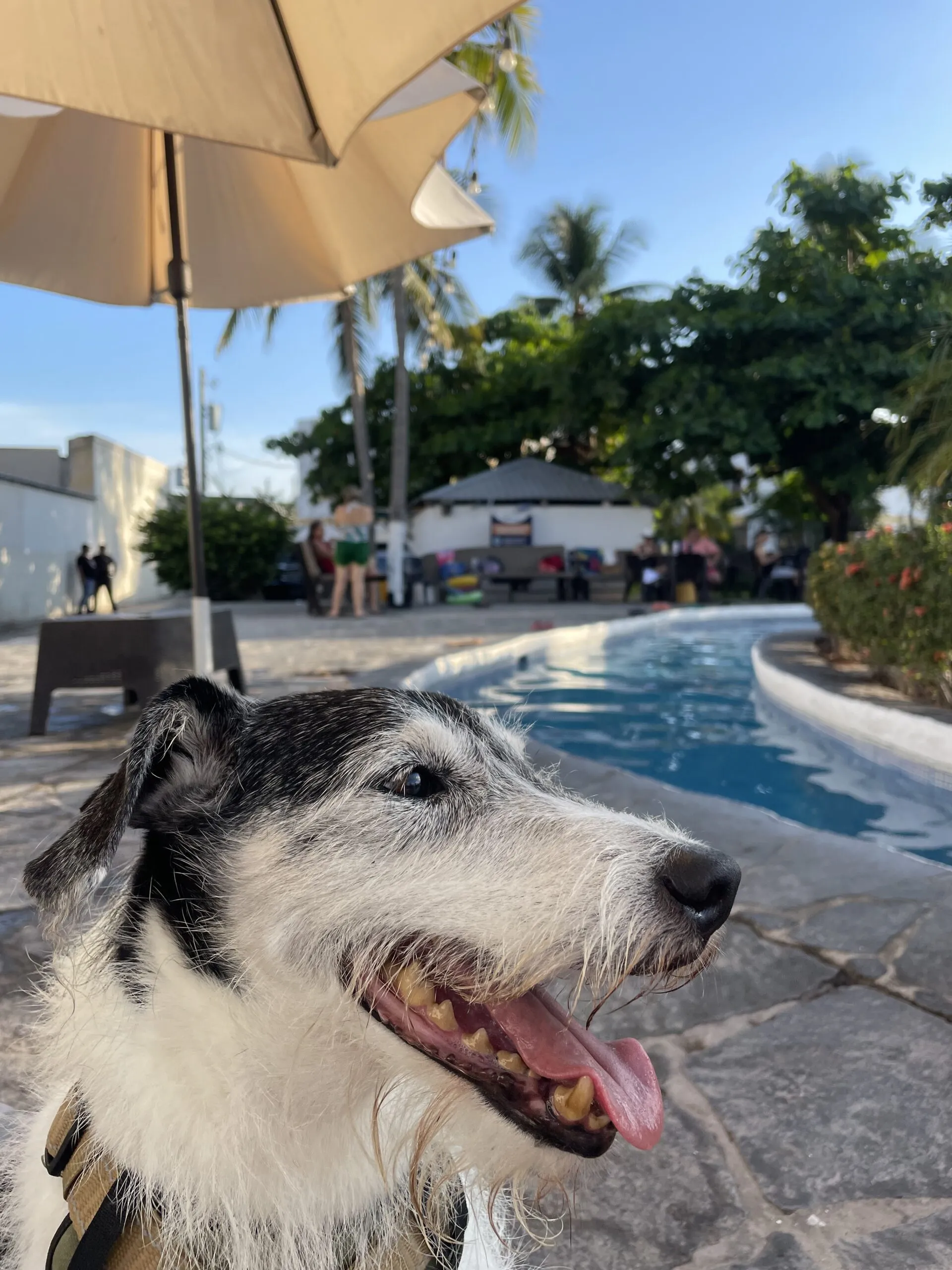 Poolside lounging. Hotel facilities are available to all cruisers for a small weekly fee. (Photo/ Jaclyn Jeffrey)