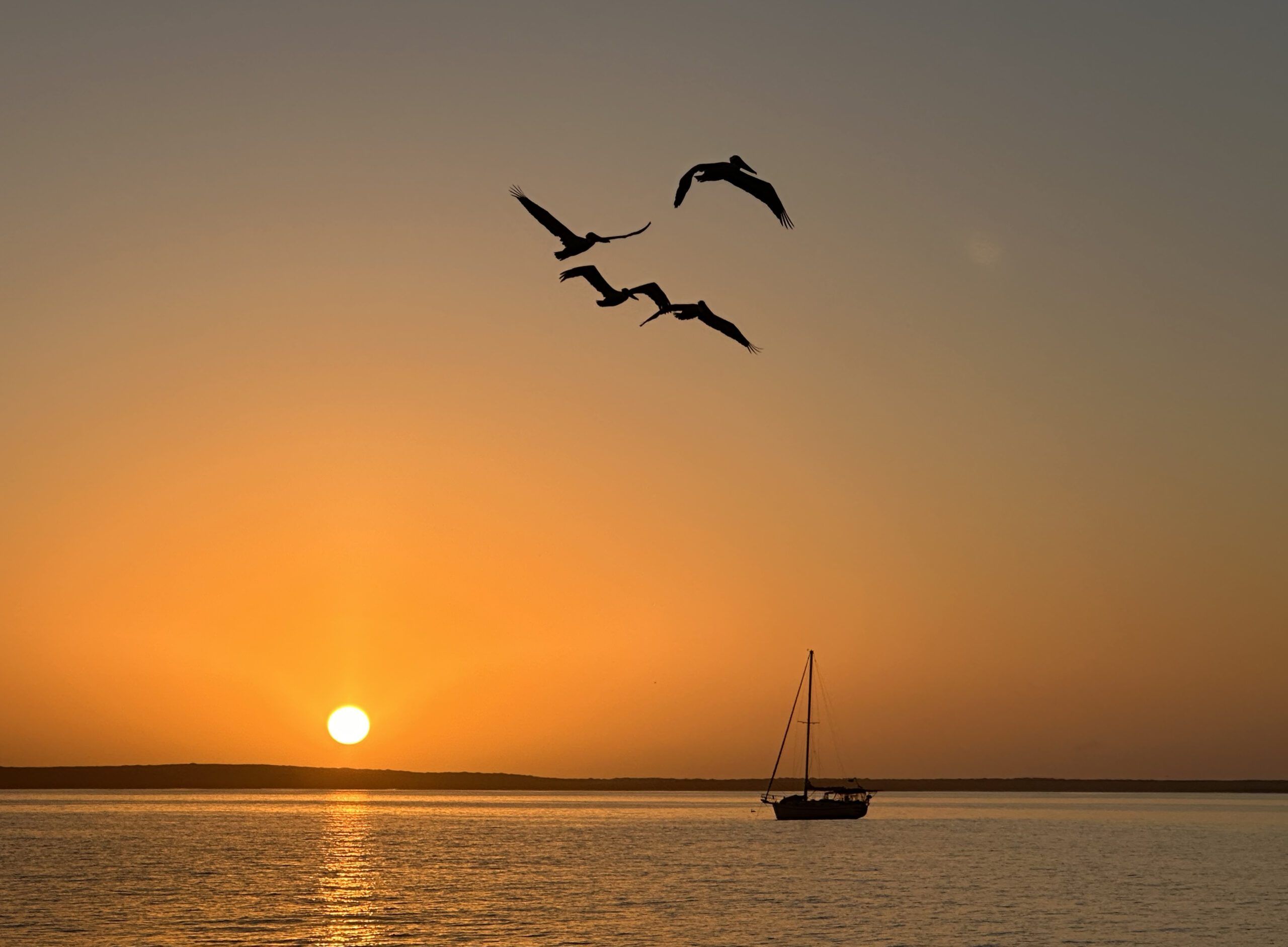 Pelicans over Tortuga Bay, Galapagos. (Photo/ Bruce Maunsell)