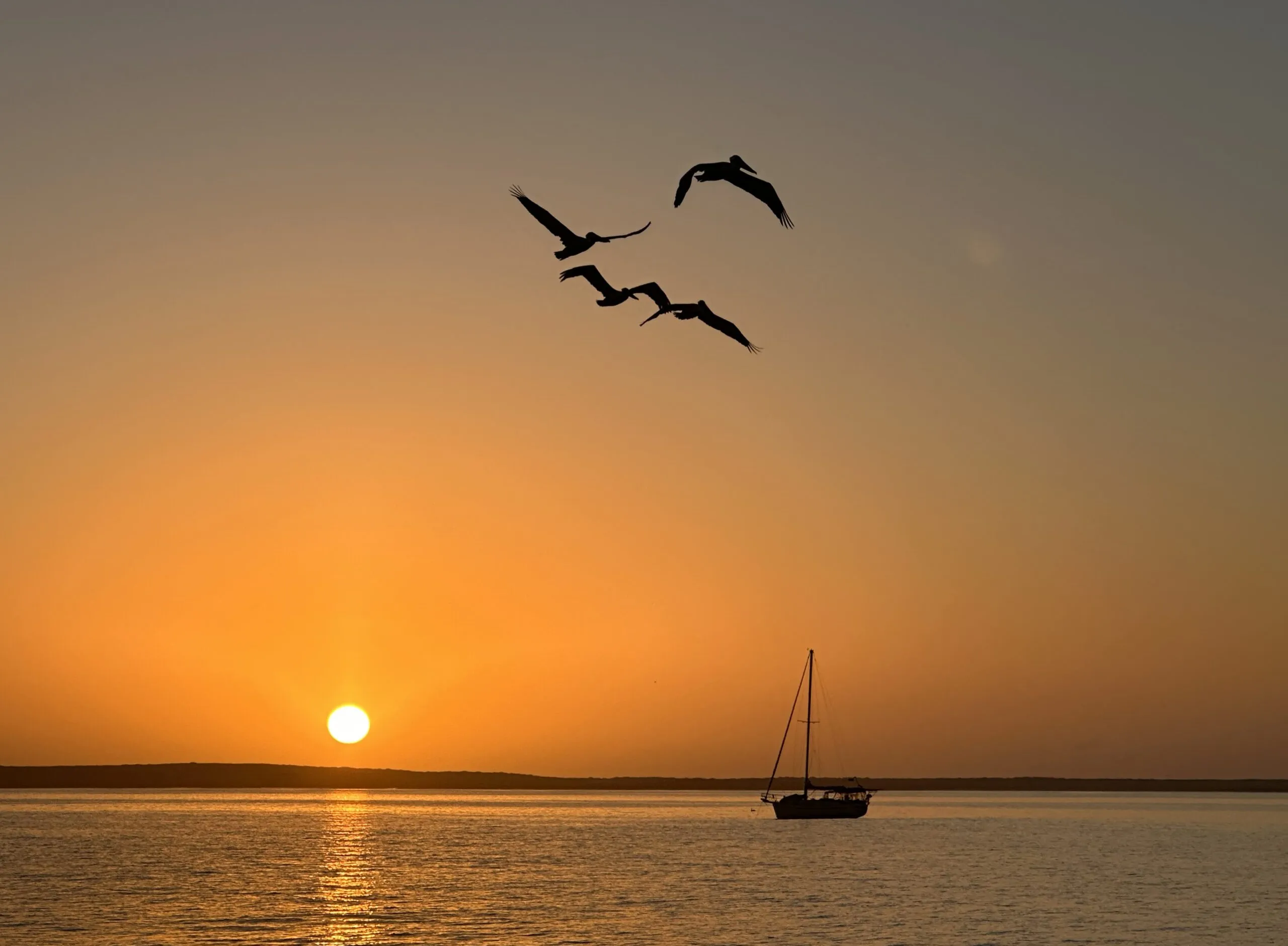 Pelicans over Tortuga Bay, Galapagos. (Photo/ Bruce Maunsell)